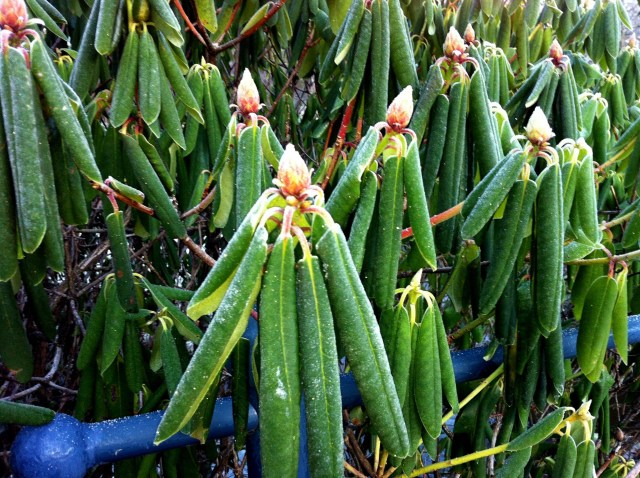 Photo 2013-02-01 9 25 09 AM