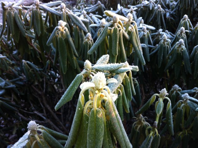 Photo 2013-02-01 9 44 08 AM