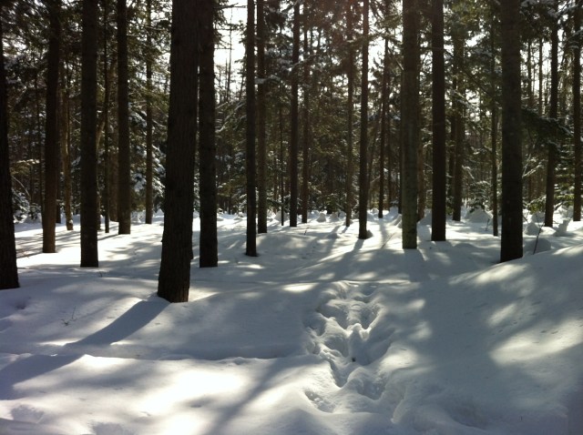 Photo 2013-03-16 11 42 51 AM