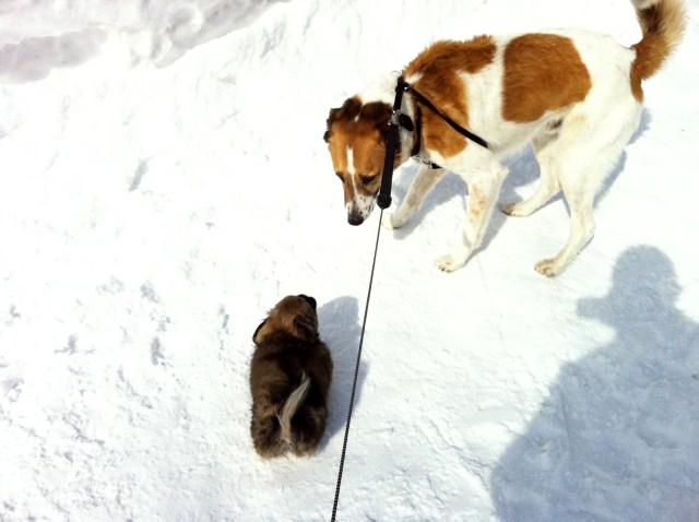 Photo 2013-03-16 12 10 06 PM