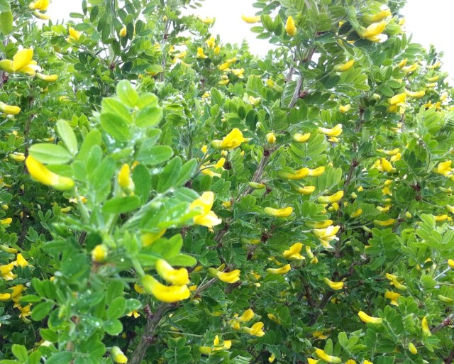 caragana flowers