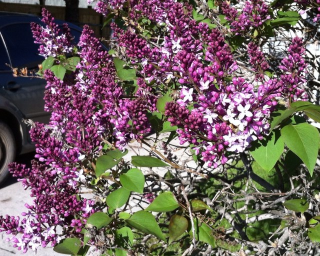 Photo 2013-06-01 8 16 11 AM