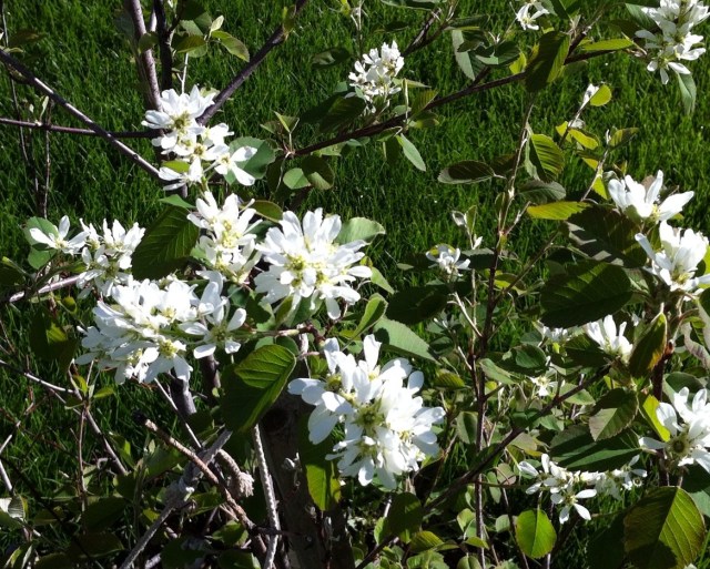 Saskatoon flowers