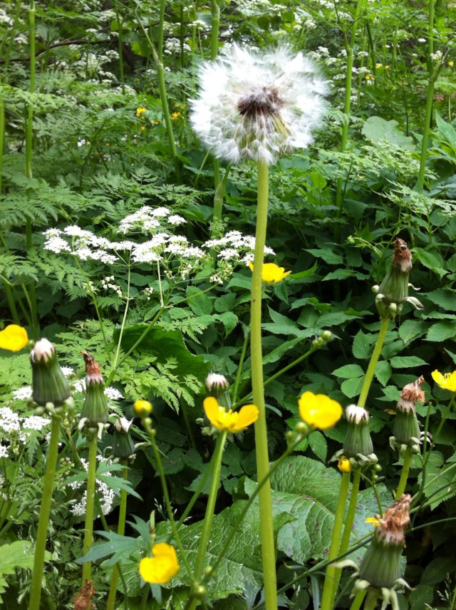 Photo 2013-06-24 7 42 21 AM