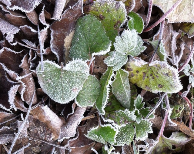 A Touch of Frost
