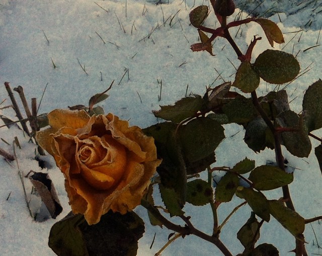 Lo, How A Rose.......