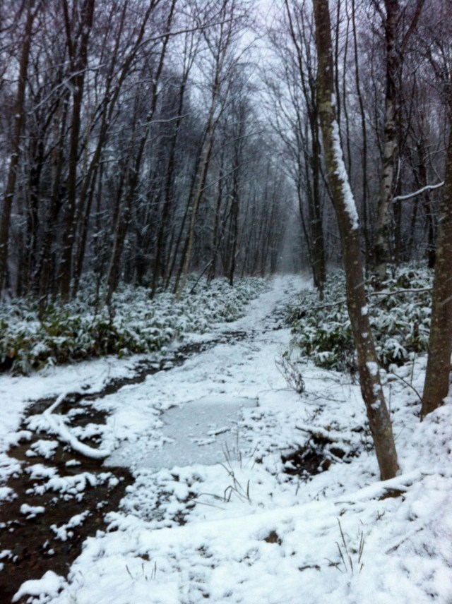 Zimoy - It's Winter (Again)