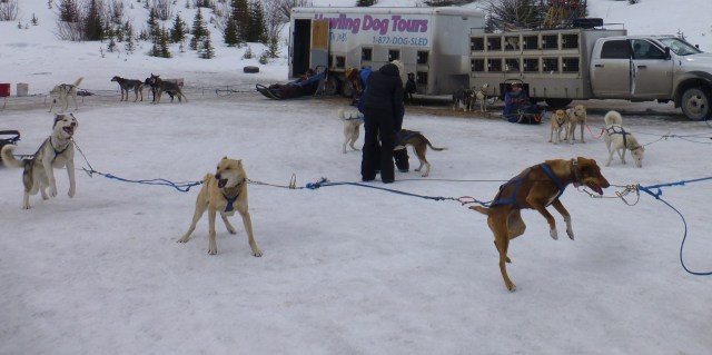 Dogs jumping in excitement